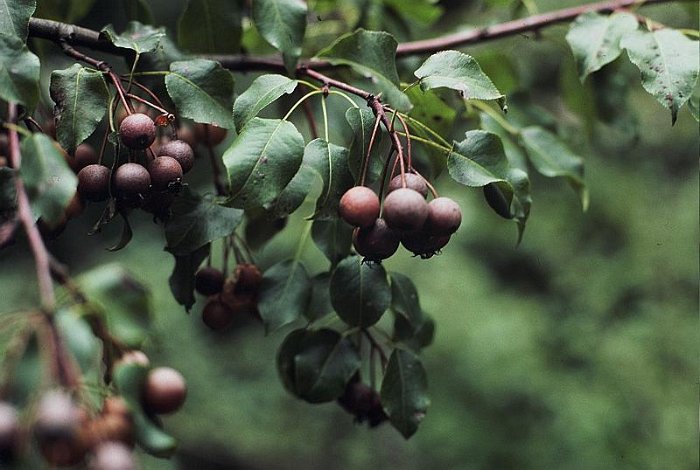 Pyrus cordata
